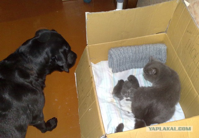Котовторник   15.04.2014