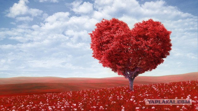 Плюсомет со шпалометом