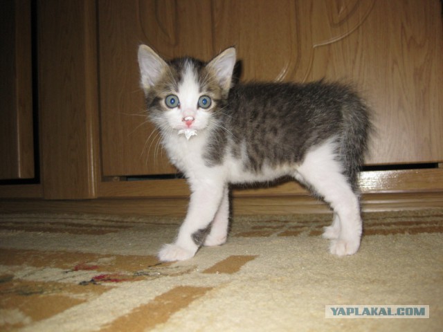Пятница, пиво и кот.