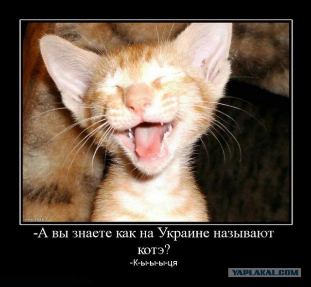 Скажи украинец, Только честно, как на исповеди