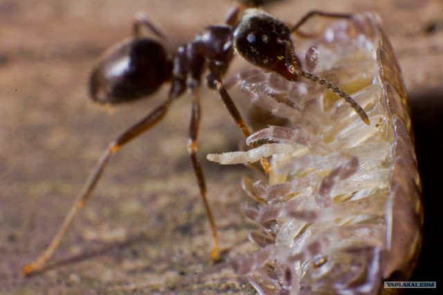 Если выйти во двор с макрообъективом, то...