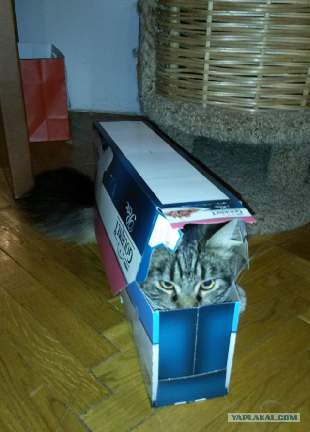 Коты любят коробки