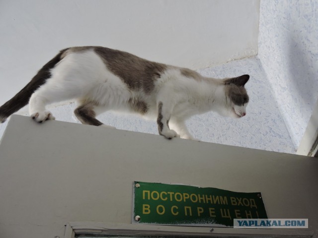 Котовторник 14.07.2015