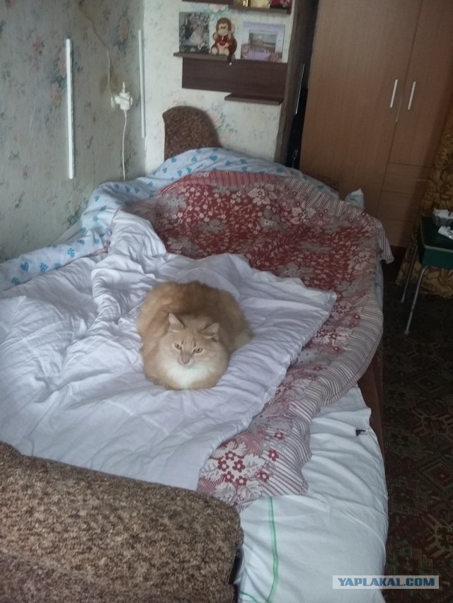 Котовторник 04.08.2015