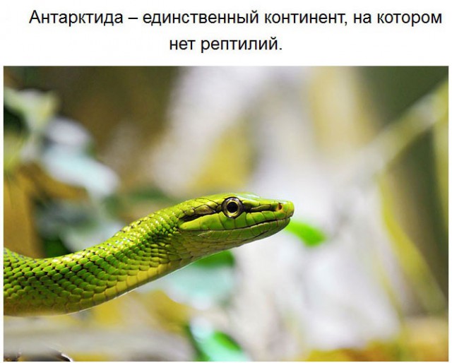 Чего мы не знали об Антарктиде