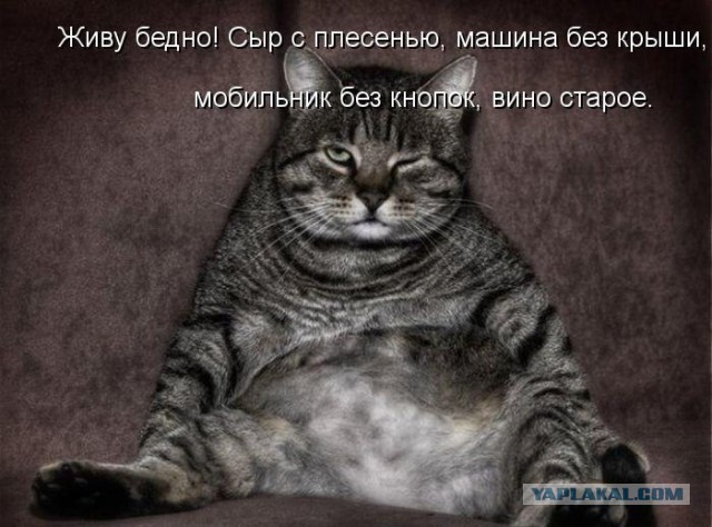 Прикольные коты