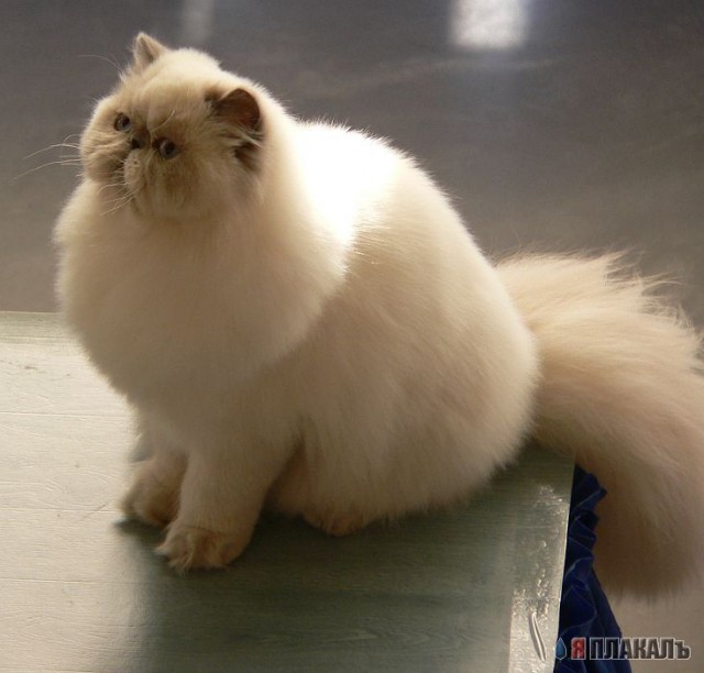 Коты, кошки, котята