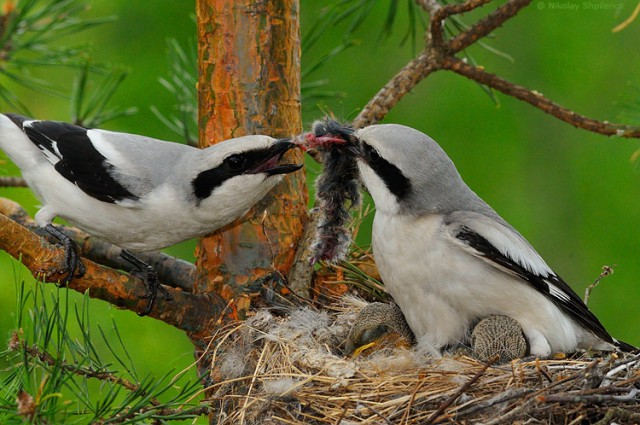 Скоро во всех гнёздах страны!... и не только