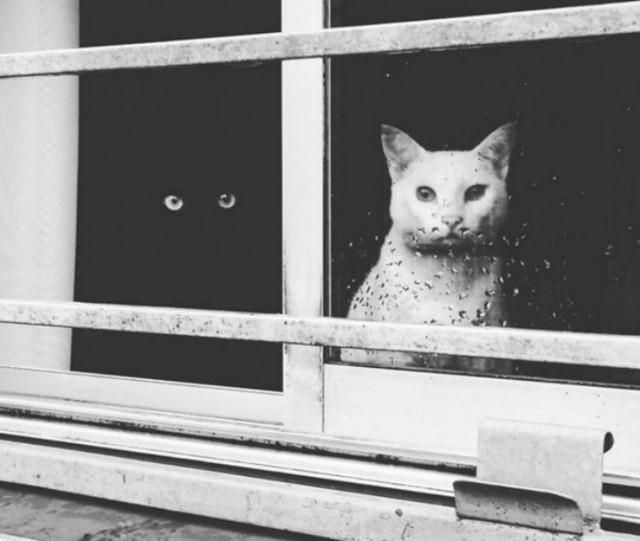 19 бесподобных котов, которые родились, чтобы прославиться.
