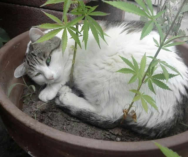 кот наркотик