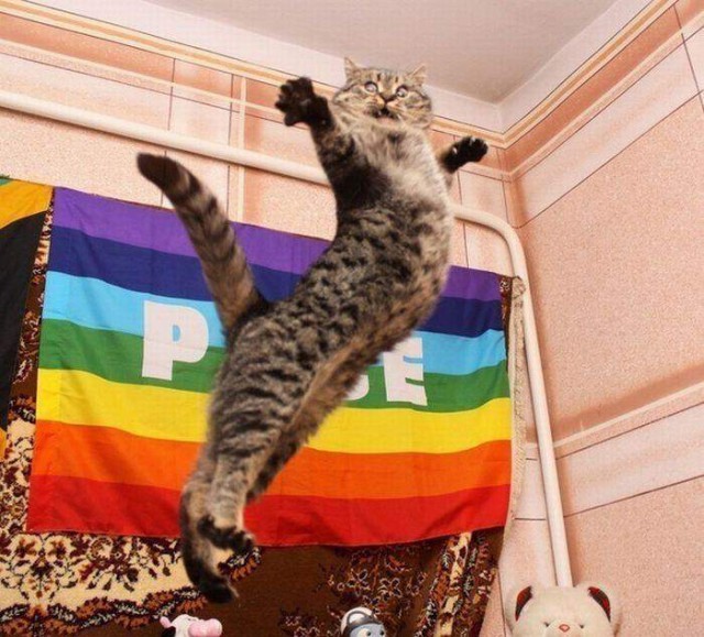 Коты и Кошки