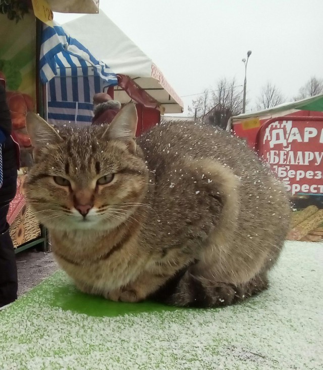 Котовторник 12.12.2017