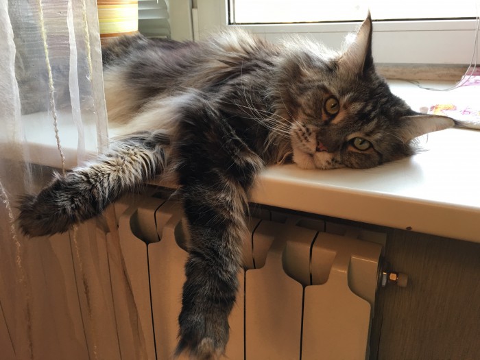 Котовторник 27.02.2018 наступил!