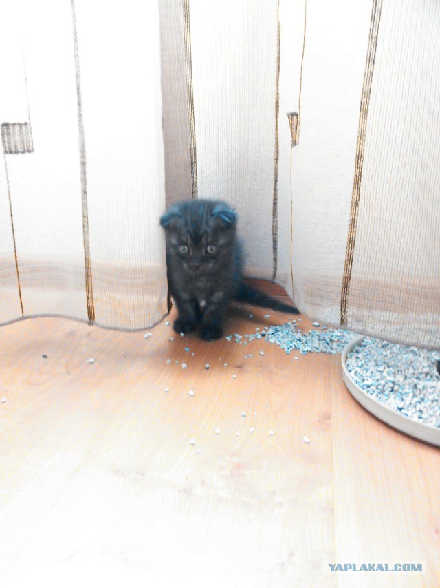 Котовторник 29.5.18