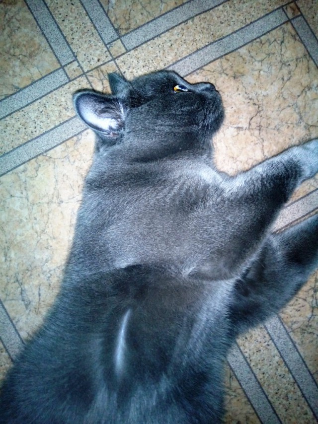 Котовторник 26.06.2018