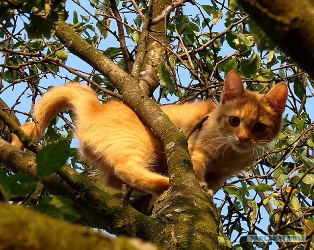 Внимание! На ЯПе КОТОВТОРНИК. 23.09.08.