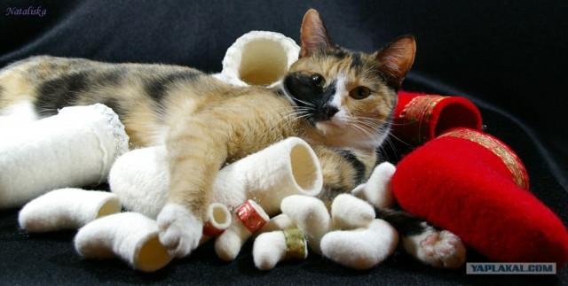 Котовторник ужасов (36 фот)