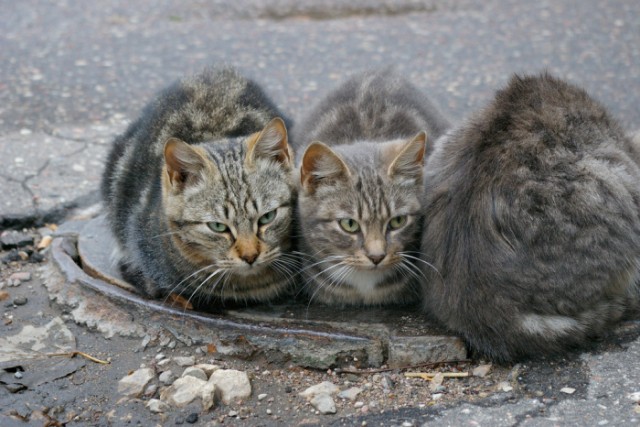 Котовторник Вместе