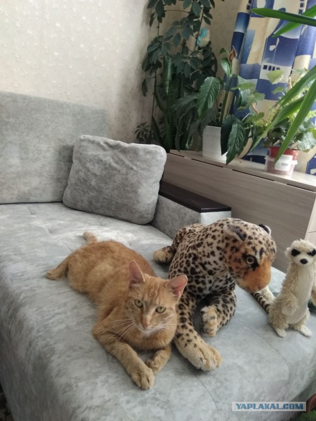 Кошачье любопытство