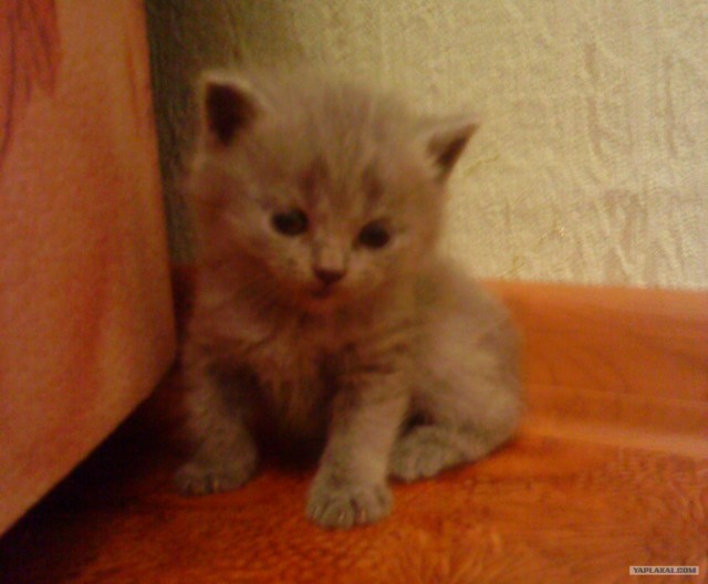 Котовторник 15.02.2011