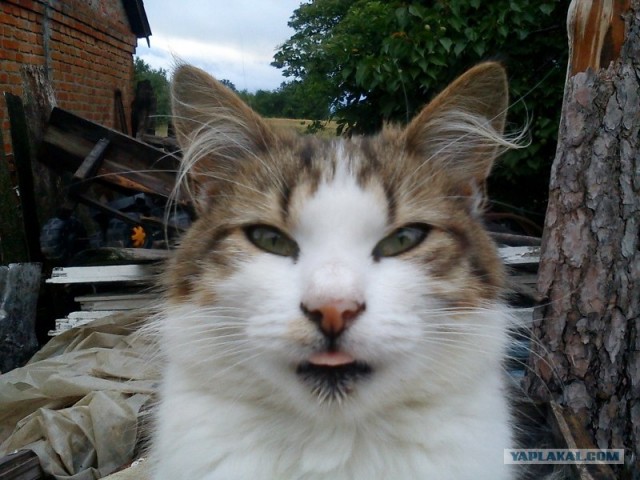 Десантный котовторник
