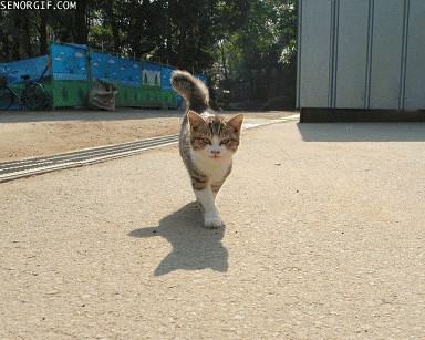 Котовторник 06.09.11