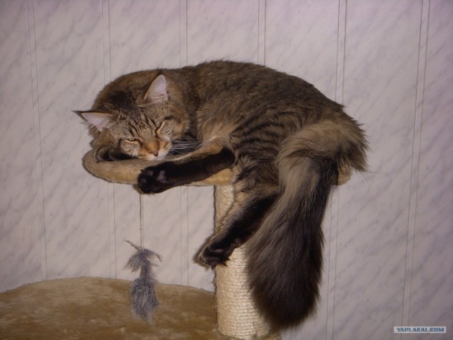 Профессиональный котовторник