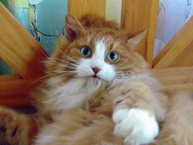 Котовторник 27.12.11