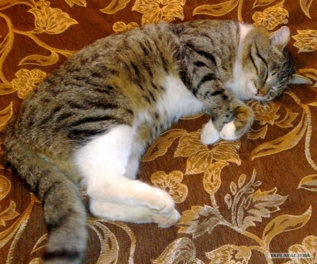 Котовторник (14.02.2012)
