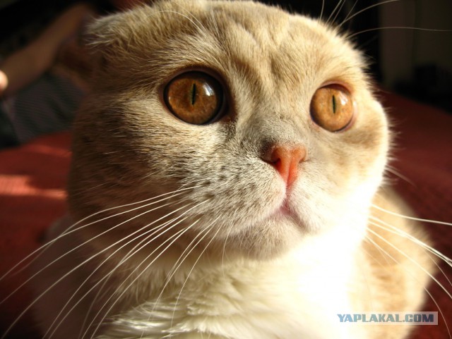 Котовторник 18.12.2018