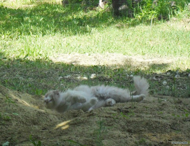Котовторник 22.05.2012