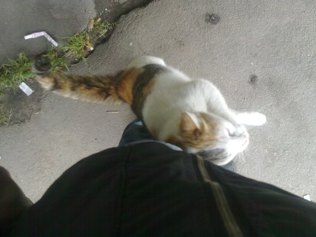 Котовторник на 26.06.12