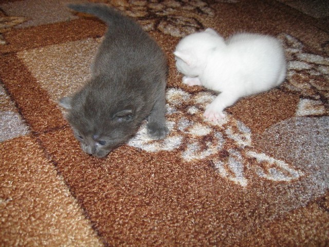 Котовторник 10. 07. 2012
