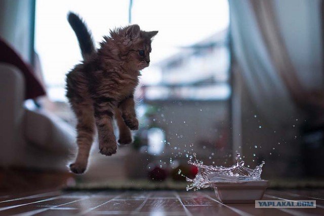 Котовторник 24.07.2012