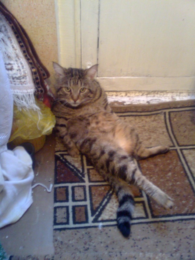 Котовторник  21.08.12