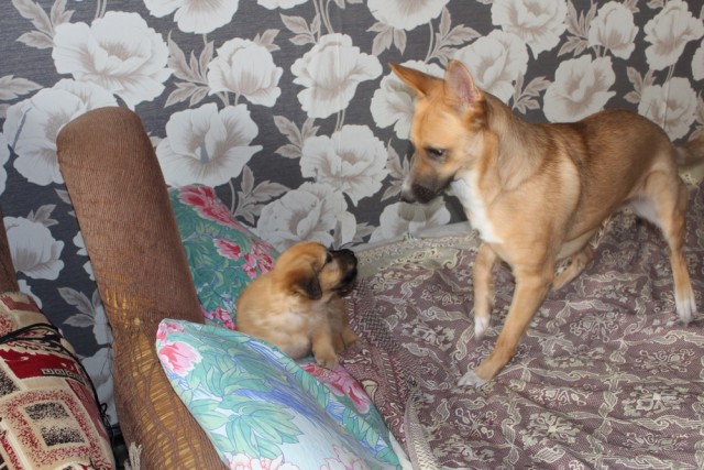 Взял еще одну рыжую из приюта