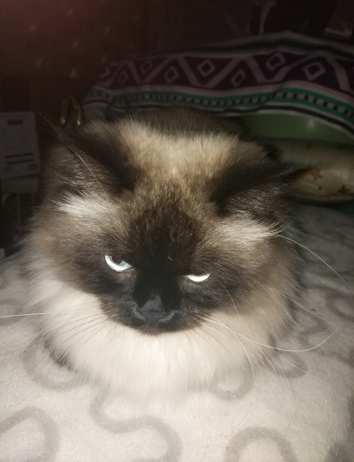 ЯП в кошках