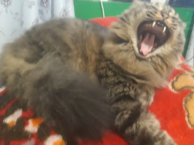 Давайте по котикам, которые с нами на самоизоляции