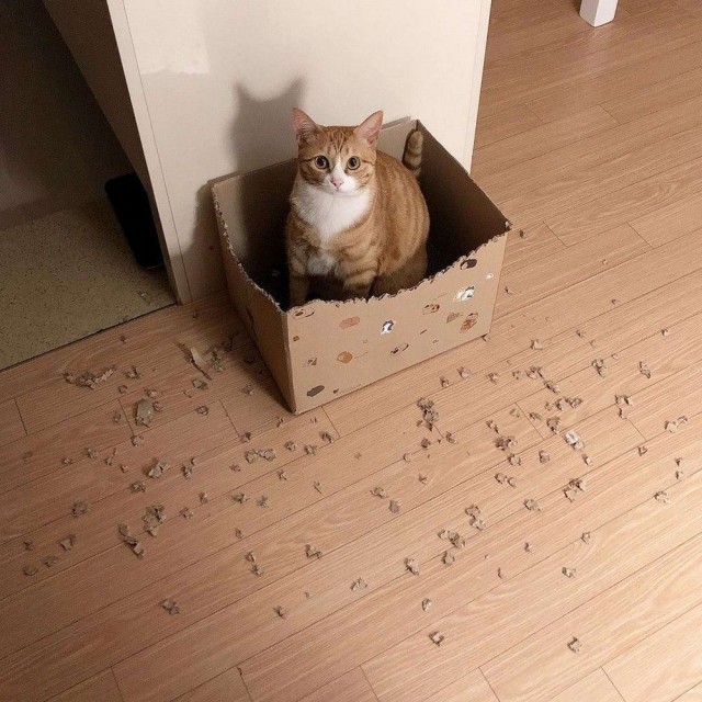Зверушки