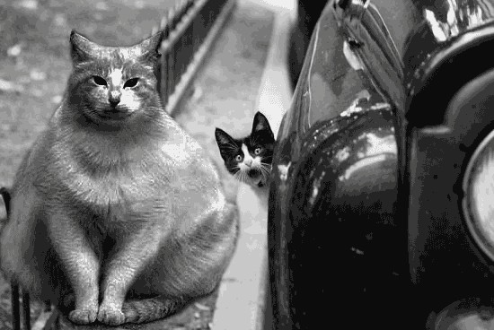Фотожаба: Кот