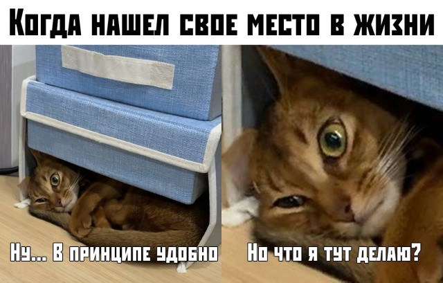 Смешные коты 25.08.20