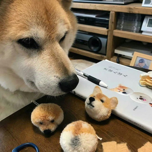 Эти забавные животные