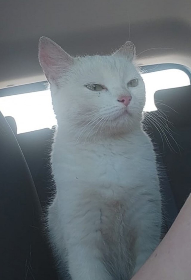 Жила-была кошка