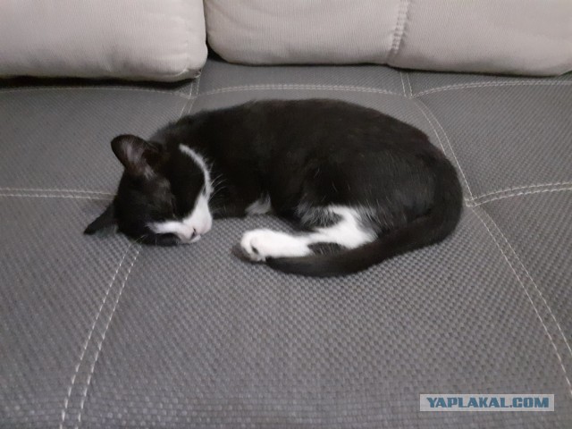 Житие одного кота. В фотографиях. Вторник же...