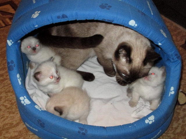 Котовторник. Пополнение семейства