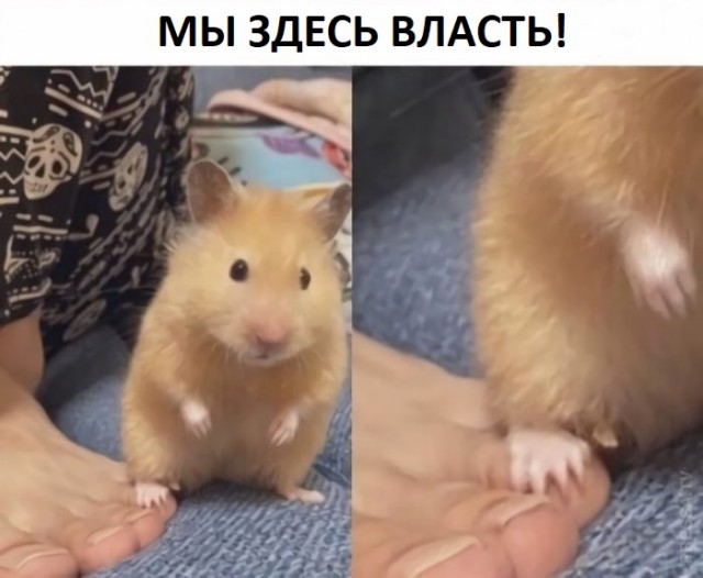 Картинки и мемы для настроения 10.02.21