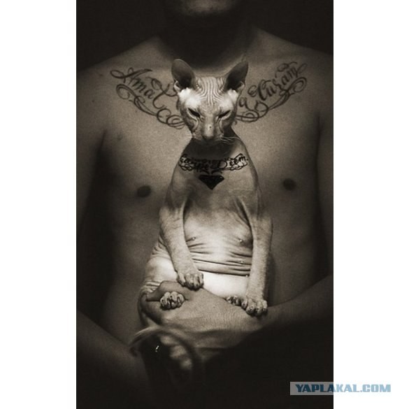 Парень сделал своему коту татуировку