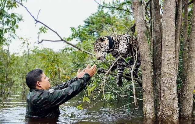 Калейдоскоп картинок