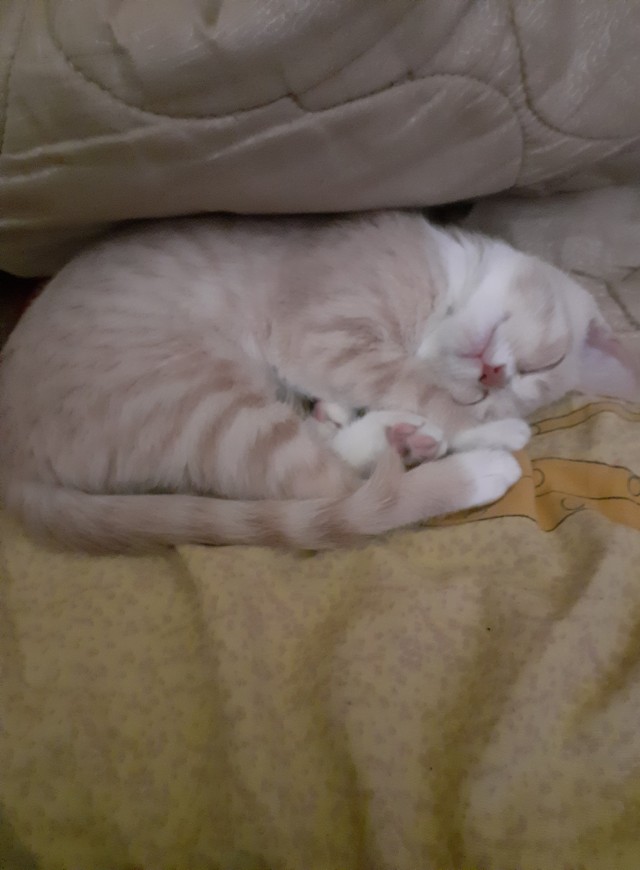 Вторник. Кото-вторник...