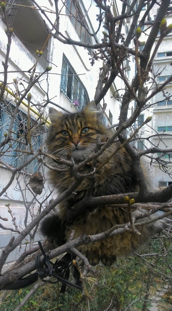 Живу в Севастополе